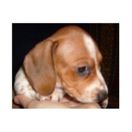 miniature dachshund puppies for sale in arkansas miniature dachshund for sale in arkansas dogs in our photo miniature dachshund puppies for sale in arkansas miniature dachshund for sale in arkansas dogs in our photo